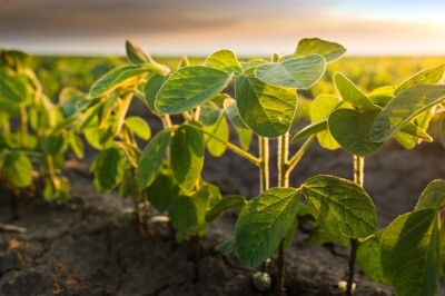 ADM outlines new climate change targets / Pic: soy plantation ©ADM