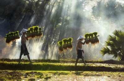 Rice is mostly grown by resource-poor smallholders in developing countries. Pic: GettyImages/Thirawatana Phaisalratana