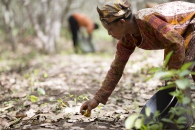 OFI wants 30% of its cashew farmers to be female by 2030 / Pic: Olam Food Ingredients