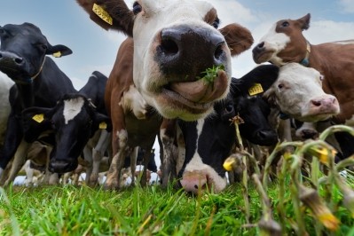 The Project Mootopia will pilot cutting dairy farm emissions by using regenerative agricultural practices and new tech. Image: Ben & Jerry's
