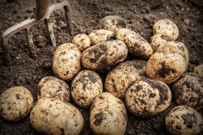 PoLoPo wants to produce better proteins for the Third World...in potatoes. GettyImages/Dan Brownsword