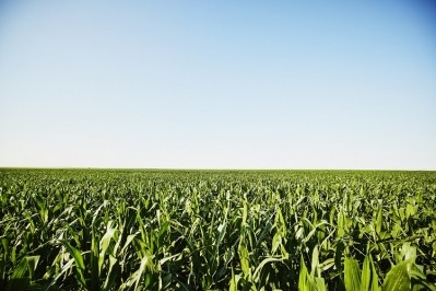 A chemical released by maize could help increase wheat yields. Image Source; Thomas Barwick/Getty Images