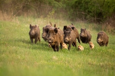 African Swine Fever confirmed in Germany: 'It's really, seriously bad news' / Pic: GettyImages-JM Rokeck