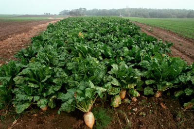 A natural, non-GMO alternative to petro-products made from sugar beet side-streams / Pic: GettyImages ph2212 