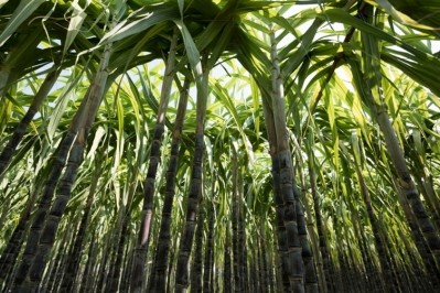 Bonsucro wants to lead the sugarcane sector towards more sustainable production / Pic: GettyImages-lzf 