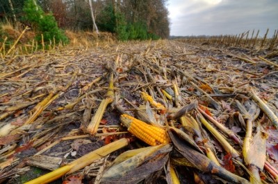 Researchers are exploring the utilization of corn husk waste for value-added end applications. Image: Getty/Matauw
