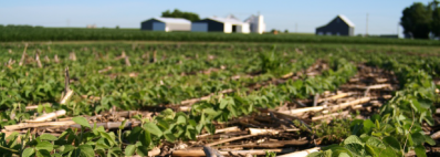 How US soybean farmers build a sustainable value chain