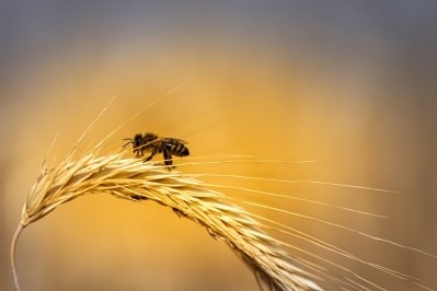 Study of bees reveals environmental vulnerability and exposes threat to future of food production GettyImages/no_limit_pictures