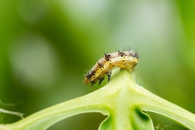 The cotton bollworm is attracted in its larval stage to leaves, fruits and flower buds, while when it reaches adulthood it is attracted to sugar-rich nectar. Image Source: 	moxumbic/Getty Images