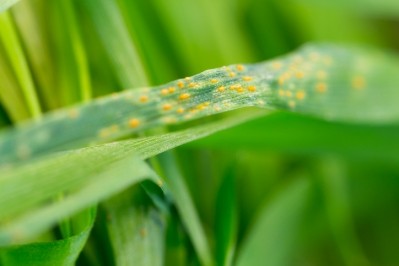 Stripe rust, which creates yellow coloured stripes on leaf blades, is one of the three major wheat rust diseases and is of increasing concern for global wheat production. Image: Getty/phalder