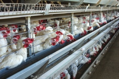 Scientists warn factory farming could give rise to the next pandemic / Pic: GettyImages-Henadzi Pachan 