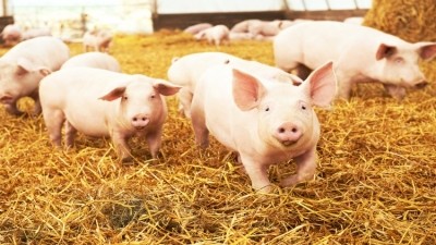 Denmark sets antibiotic-free pig target
