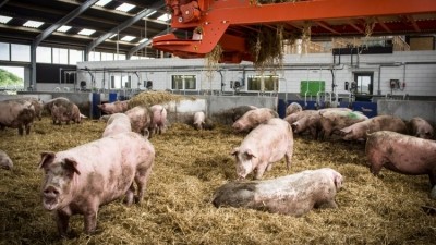 The campaign demands supermarkets to end selling pork from poor-welfare pig farms