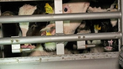 The young calves inside a container at Ramsgate port were described as 