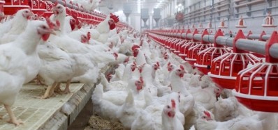 Atria embarks on ambitious €130m poultry scheme