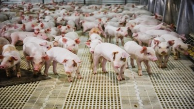 Research from The University of Edinburgh could improve health in pigs 