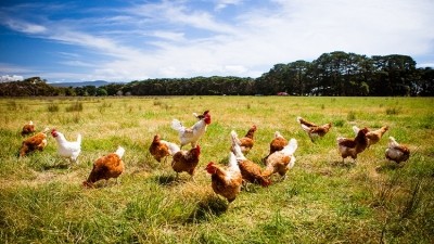 GAP Resource eyes takeover of Russian poultry farm