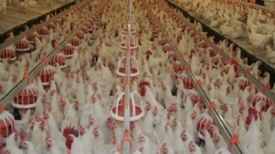 MHP expands Ukraine poultry farm to fuel export program