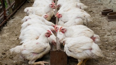UK risk of Newcastle Disease has risen from 'low' to 'medium'
