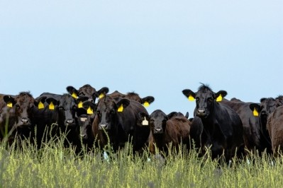 Aberdeen Angus cold resistance research
