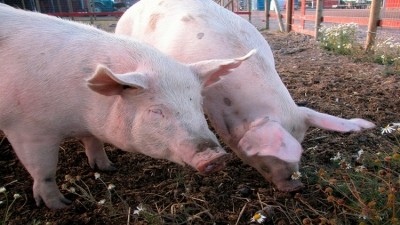 ASF ends Latvian pig oversupply crisis 