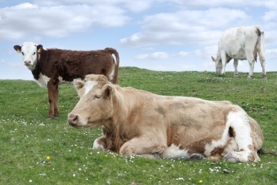 EU beef fund could ‘distort’ Irish market