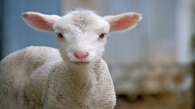 Irish farmers demand sheep protection