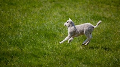 Irish lamb prices improving