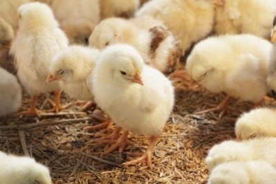 Morocco authorises poultry genetic material imports from Brazil