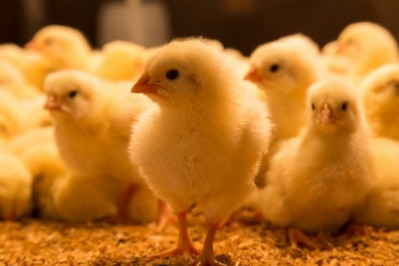 Russian poultry production declines