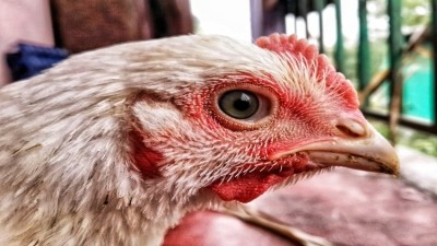 A new welfare code for poultry has been welcomed by the industry