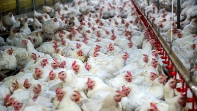 As many as 239,000 chickens will be culled at a Russian poultry farm
