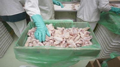 Staff responsible for most animal welfare hazards in poultry sector