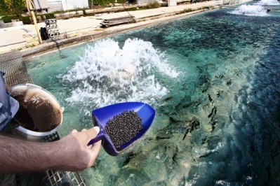 GettyImages - fish feed / seraficus