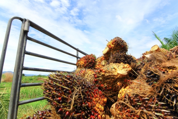 palm oil harvest Copyright  ThanakonHD