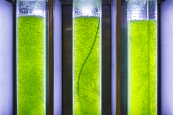 algae microalgae protein omega 3 iStock Toa55