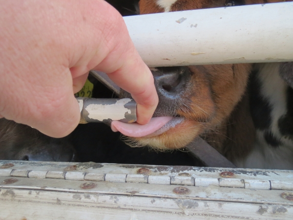 The metal drinking pipe is "not adequate" for unweaned calves, activists claim