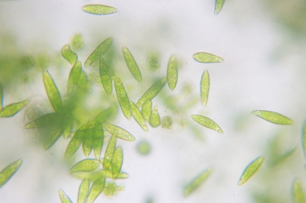 algae microalgae omega 3 protein vegan iStock tonaquatic