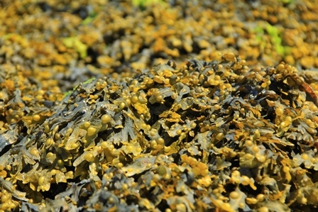 brown bladderwrack seaweed, Droits d'auteur  jopelka