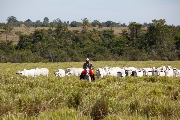 Brazilian cattle grazing as export figures rise