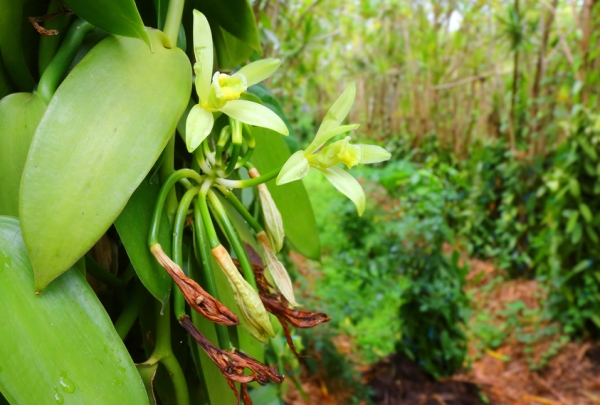 vanilla orchid plantation, Droits d'auteur  abadonian