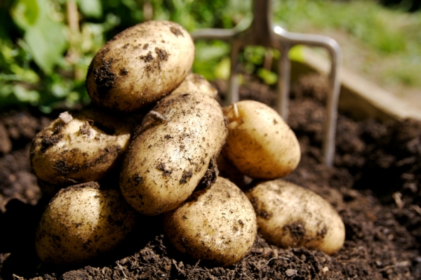 On average, savory snack makers changed potato origins up to six times per year