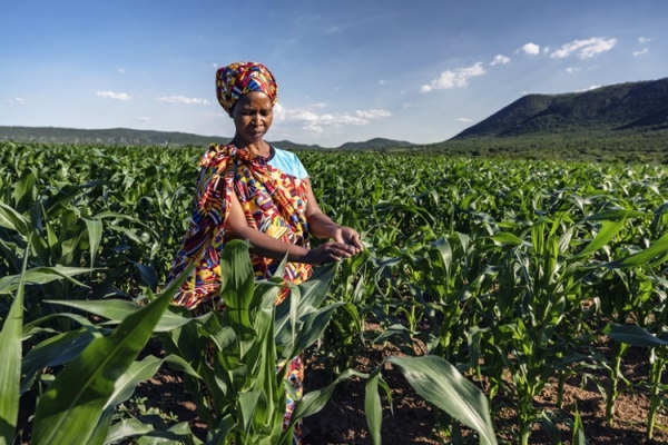 African woman farmer in corn field Martin Harvey