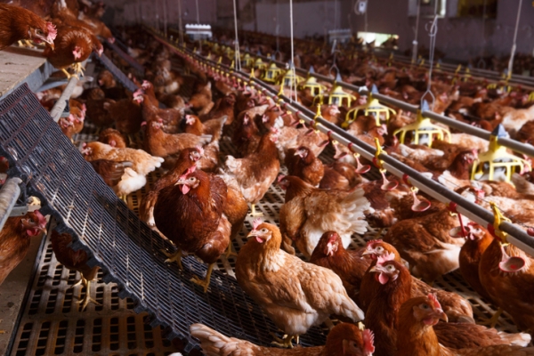 barn chickens, eggs, factory farm, zlikovec