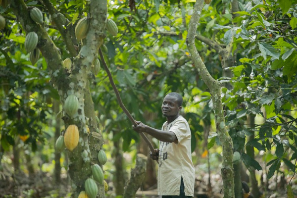 cocoa farmer cote d'ivoire nestle