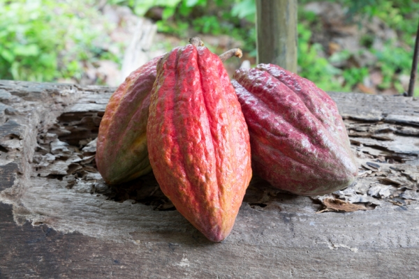 cocoa pods - RobertKacpura