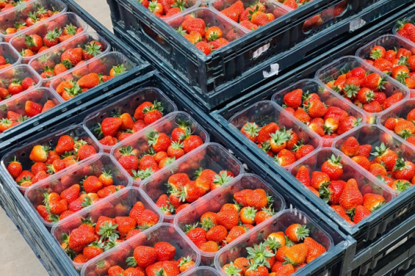 La première récolte de fraises de FlexFarming