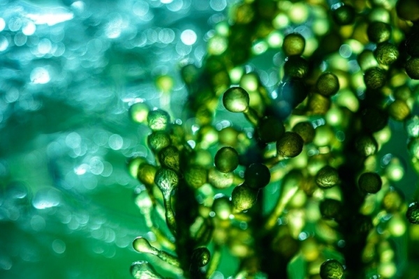 Getty Images greenleaf 123 microalgae algae