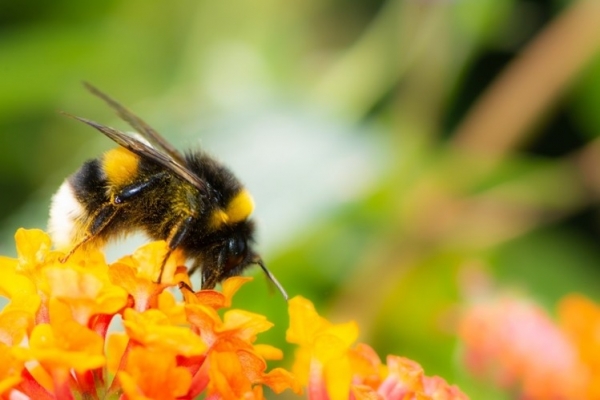 Getty-manfredxy biodiversity nature bee