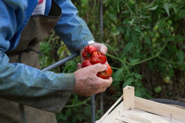 GettyImages-1069958386 - tomato harvest